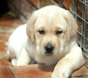 labrador puppies FOR SALE