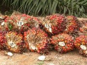 Quality Palm OIL