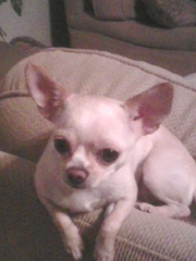 Cab company new in town Spring Cab Service with a smile.