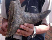 Best Rhino Horns for sale