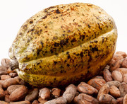 cocoa bean , cocoa butter , cocoa seeds , cocoa Powder , arabica coffee