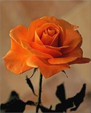 Shop at the UK’s Number 1 Online Flower Delivery eShop